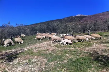 La Bergamina 2, Appartement à Verbania près du lac et îles - Photo 36