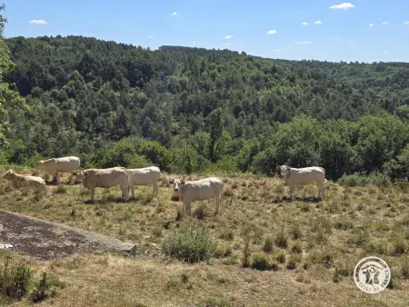 Grand gîte avec parking, animaux ok - 10 pers., Gite 10 personnes à Bars - Photo 30
