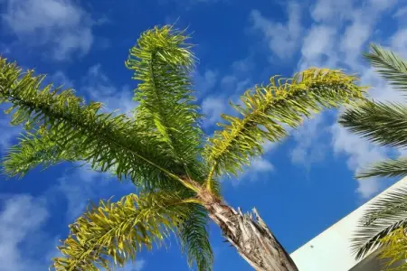 540624, ||----------------Casa Isla del Sol----------------|| - Photo 5