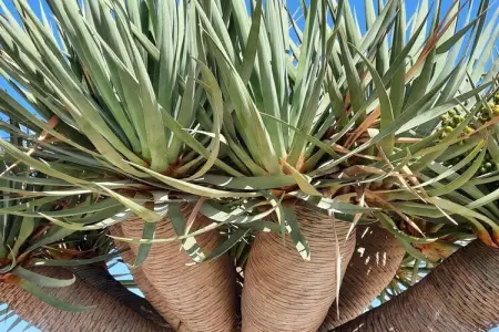540624, ||----------------Casa Isla del Sol----------------|| - Photo 32