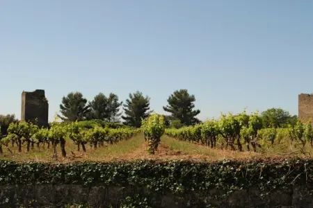 378542, CLOS DES CHENES || Var - Photo 22