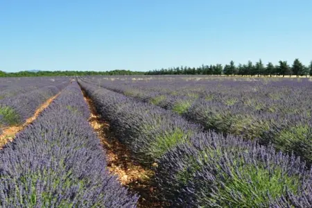 378542, CLOS DES CHENES || Var - Photo 29