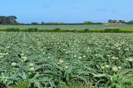 Ferienhaus in Cléder für 2 pers, Maison en Bretagne avec Vue sur Mer pour 2 pers. - Photo 13