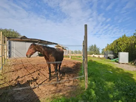 Maison 4 personnes à Sineu - Photo 3