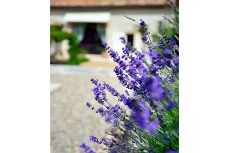 148566, Maison de vacances à Apt avec piscine - Photo 19