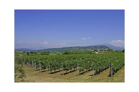 386906, Dogoli Trilo Plus - Photo 10