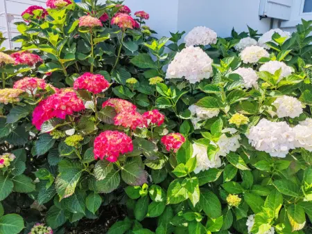 La Note Bleue, Appartement 3 personnes à Cancale - Photo 20