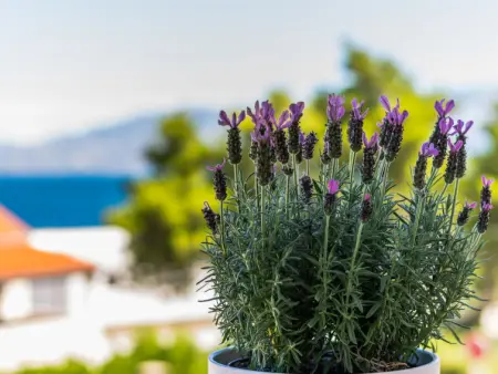 Villa 2 Pools, Appartement 4 personnes à Brač Sutivan - Photo 7