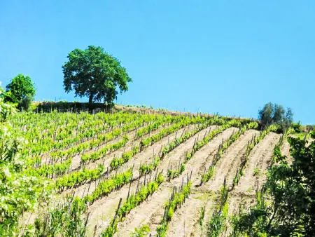 Ciliegio, Gite 5 personnes à Castellina in Chianti - Photo 42