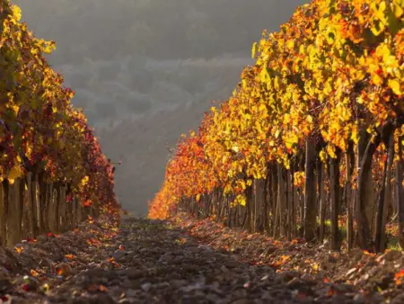 Tipologia Bilo, Gite 4 personnes à Castellina in Chianti - Photo 14
