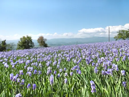 Belvedere, Gite 2 personnes à Castelfranco di Sopra - Photo 20