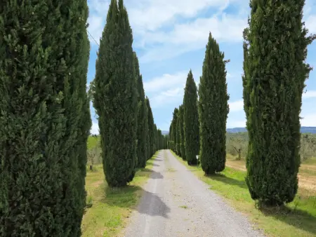 Le Palaie - 'Soffitta' PEC202, Appartement 6 personnes à Peccioli - Photo 18