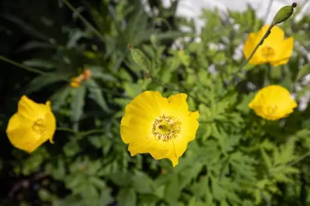 Le Fenil, Ancienne ferme à Sivry-Rance avec jardin - Photo 19