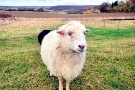 Alatienne, Casa de vacaciones Viroinval (Ardenas, Dinant-Han-Chimay y alrededores) 7 person - Photo 36