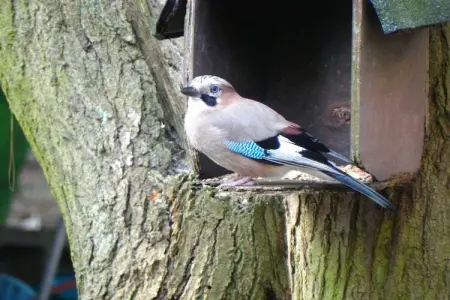 Kannaert, Chalet confortable à Nijlen avec grand jardin - Photo 17