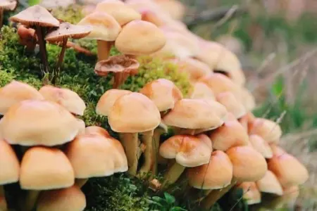 Kannaert, Chalet confortable à Nijlen avec grand jardin - Photo 18