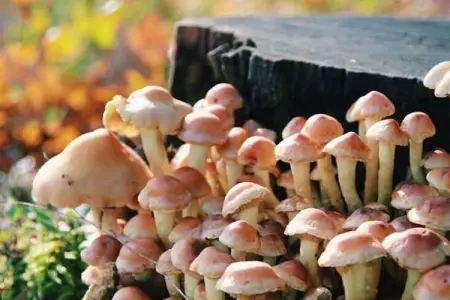 Kannaert, Chalet confortable à Nijlen avec grand jardin - Photo 19