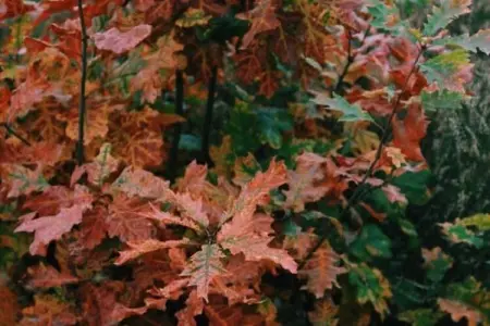 Kannaert, Chalet confortable à Nijlen avec grand jardin - Photo 20