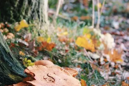 Kannaert, Chalet confortable à Nijlen avec grand jardin - Photo 21