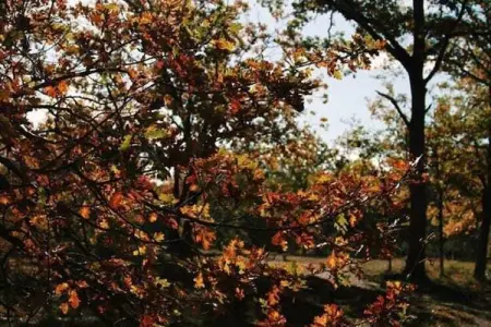 Kannaert, Chalet confortable à Nijlen avec grand jardin - Photo 22