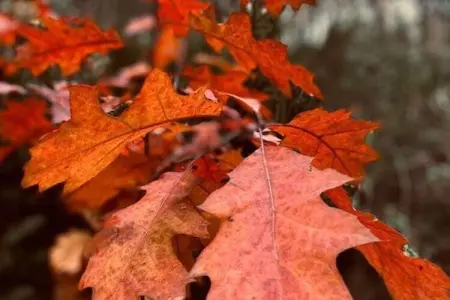 Kannaert, Chalet confortable à Nijlen avec grand jardin - Photo 26