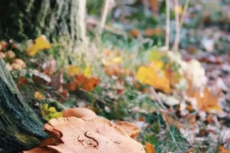 Kannaert, Chalet confortable à Nijlen avec grand jardin - Photo 27
