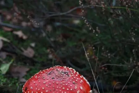 Kannaert, Chalet confortable à Nijlen avec grand jardin - Photo 28