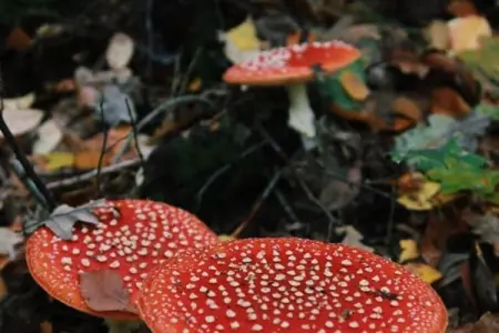 Kannaert, Chalet confortable à Nijlen avec grand jardin - Photo 29