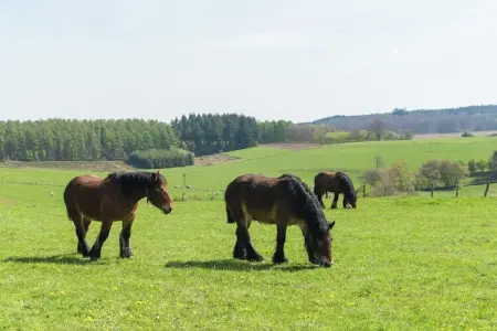 La Ferme Tirou, Gîte spacieux avec cour arrière et grand jardin à Namur - Photo 24
