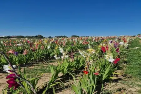 Macray La Colline aux Framboises, Charmante maison de vacances à La Roche-en-Ardenne. Jardin - Photo 23