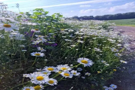 Macray La Colline aux Framboises, Charmante maison de vacances à La Roche-en-Ardenne. Jardin - Photo 24