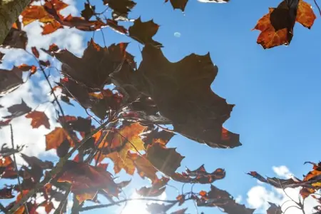 Macray La Colline aux Framboises, Charmante maison de vacances à La Roche-en-Ardenne. Jardin - Photo 39