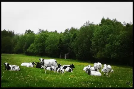 Landgoed Hoge Venen 30-pers, Maison luxueuse avec piscine intérieure à Malmedy, Belgique - Photo 32