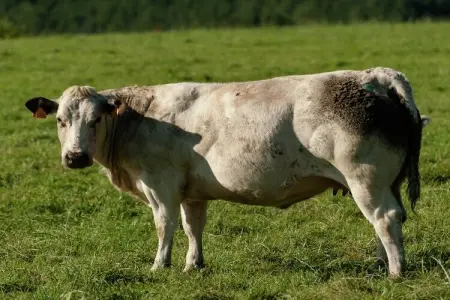 La Dolina, Joli chalet avec aire de jeux d'enfants à Durbuy en Belgique - Photo 34