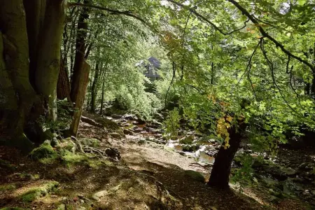 La Statte, Maison de vacances avec jardin dans la forêt à Jalhay - Photo 34