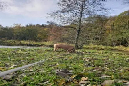Le Refuge de Césyl, Superbe maison de vacances à Bertrix, avec jardin privé - Photo 28