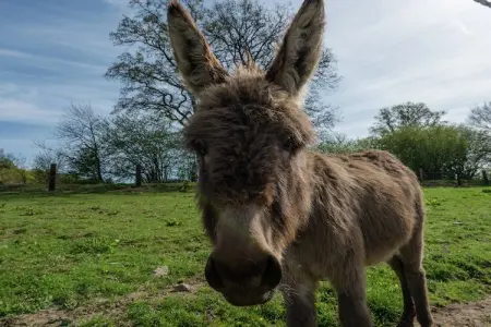 Le Refuge de Césyl, Superbe maison de vacances à Bertrix, avec jardin privé - Photo 38
