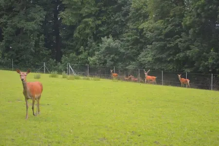 Le Vieux Tilleul du Château, Maison de vacances boutique avec piscine à Gesves - Photo 28