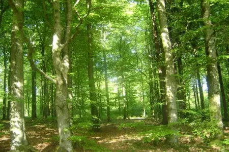 De Wever, Maison de vacances luxueuse avec jardin à Glabbeek - Photo 39
