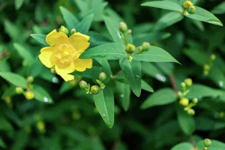 Streekbossen, Maison de vacances confortable à Tessenderlo proche forêt - Photo 29