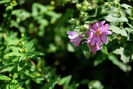 Streekbossen, Maison de vacances confortable à Tessenderlo proche forêt - Photo 33