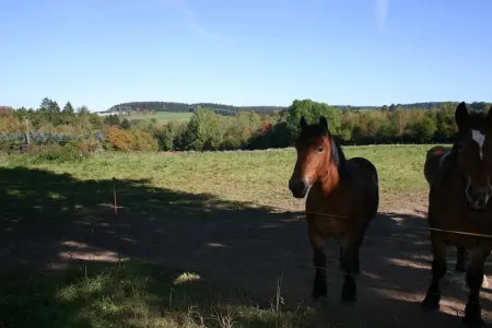 Am weissen Hirsch, Belle maison de vacances au bord de la forêt à Amel - Photo 35