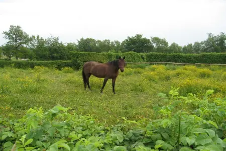 Gite Ol Coulée, Superbe maison de vacances avec sauna à Ovifat - Photo 18