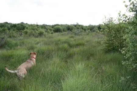 Le Jeu de L'Oie, Villa luxueuse avec sauna à Robertville - Photo 49