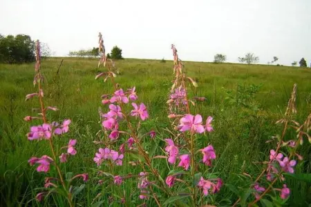 Cligneval, Chalet contemporain à Malmedy près de la forêt - Photo 33