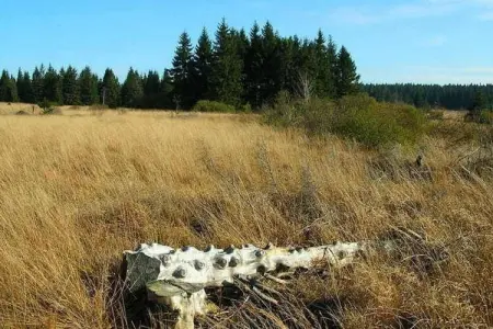 Cligneval, Chalet contemporain à Malmedy près de la forêt - Photo 36