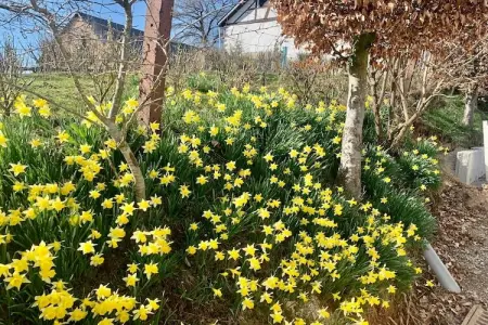 Hautes Fagnes, Magnifique chalet près de la forêt à Malmedy - Photo 38