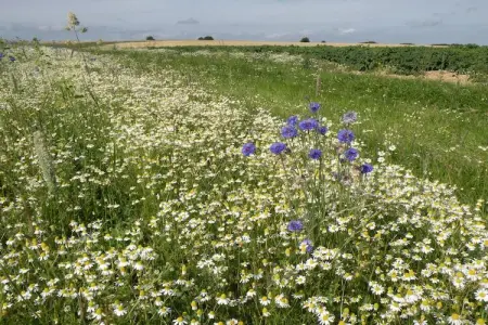 Villa Achille, Maison de vacances moderne à Somme-Leuze avec grand jardin - Photo 19