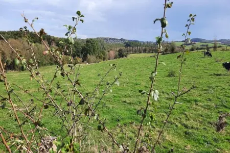 Honnay, Maison de vacances de luxe au bord de la forêt à Honnay - Photo 31