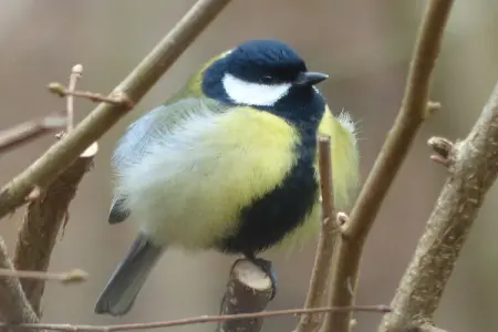 Bois Joli, Maison de vacances spacieuse avec terrasse à Beauraing - Photo 32